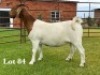 1X BOER GOAT FLOCK ON COLOUR AND TEAT DOE