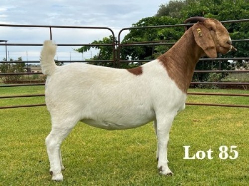 1X BOER GOAT FLOCK ON COLOUR AND TEAT DOE