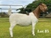 1X BOER GOAT FLOCK ON COLOUR AND TEAT DOE