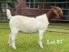1X BOER GOAT FLOCK ON COLOUR DOE