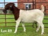 1X BOER GOAT STUD DOE