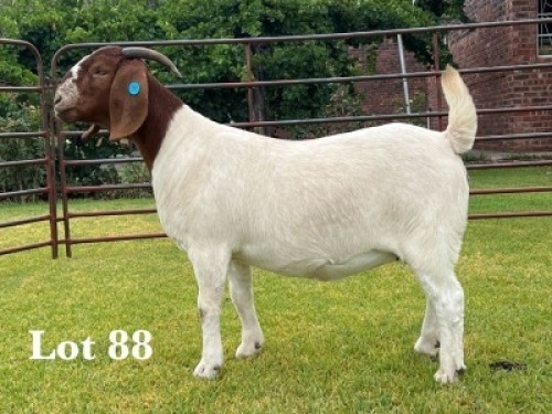 1X BOER GOAT STUD DOE
