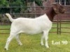 1X BOER GOAT FLOCK ON COLOUR DOE