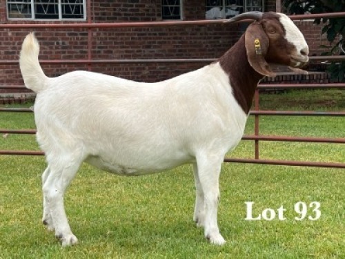 1X BOER GOAT STUD DOE