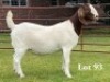1X BOER GOAT STUD DOE