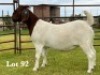 1X BOER GOAT STUD DOE
