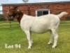 1X BOER GOAT FLOCK ON TEAT DOE