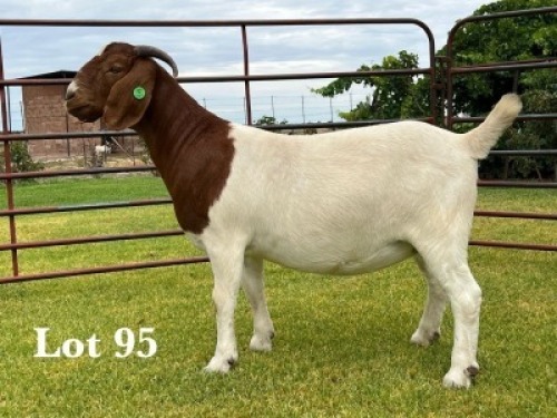 1X BOER GOAT FLOCK ON TEAT DOE