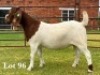 1X BOER GOAT FLOCK ON TEAT DOE