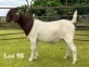 1X BOER GOAT FLOCK ON TEAT DOE