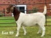 1X BOER GOAT FLOCK ON COLOUR DOE