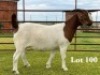 1X BOER GOAT FLOCK ON COLOUR DOE