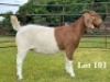 1X BOER GOAT FLOCK ON COLOUR DOE