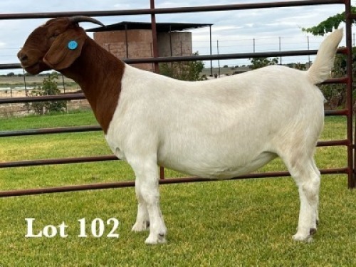 1X BOER GOAT STUD DOE