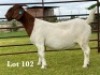 1X BOER GOAT STUD DOE