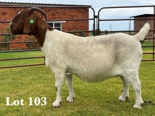 1X BOER GOAT FLOCK ON TEAT DOE