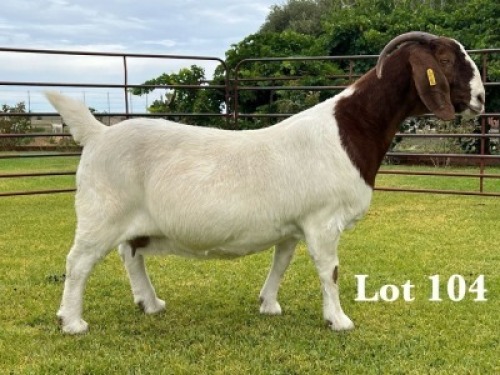 1X BOER GOAT STUD DOE