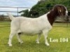 1X BOER GOAT STUD DOE