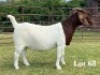 1X BOER GOAT FLOCK ON TEAT DOE