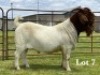 1X BOER GOAT STUD BUCK