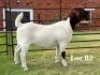 1X BOER GOAT FLOCK ON COLOUR DOE