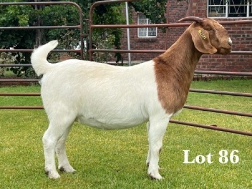 1X BOER GOAT FLOCK ON TEAT DOE