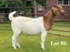 1X BOER GOAT FLOCK ON TEAT DOE