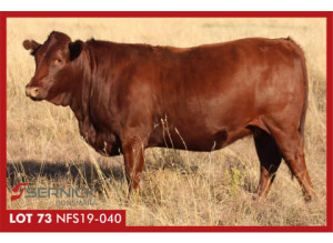 LOT 73 NFS 190040 - SERNICK BONSMARA STOET