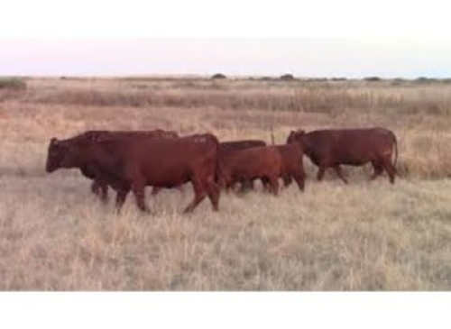 LOT 113 3 + 3 X COWS 3-IN -1 /KOEIE 3- in- 1 (Per stuk om lot te neem)