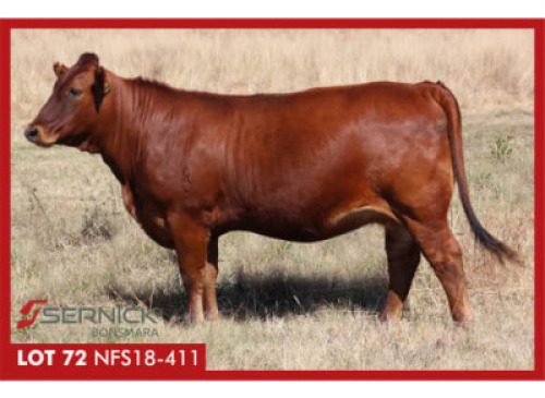 LOT 72&nbsp;&nbsp; NFS 180411 - SERNICK BONSMARA STOET