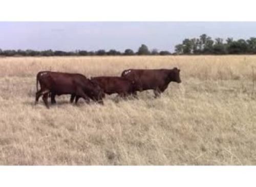 LOT 120 2 + 2 X COWS WITH CALVES / KOEIE MET GROOT KALWERS (Per stuk om lot te neem)