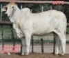 1X GREY BRAHMAN HEIFER LJV 22-951 Mahata Stud