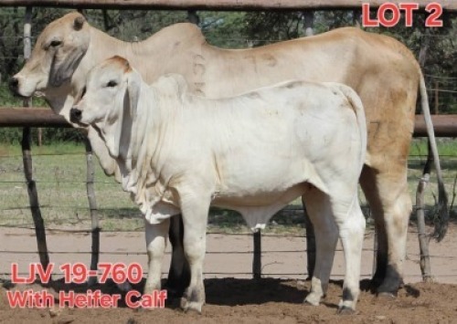 1+1X GREY BRAHMAN COW & CALF LJV 19-760 Mahata Stud