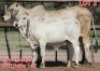 1+1X GREY BRAHMAN COW & CALF LJV 19-760 Mahata Stud