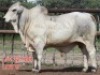 1X GREY BRAHMAN BULL LJV 22-484 Mahata Stud