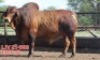 1X RED BRAHMAN BULL LJV 21-669 Mahata Stud