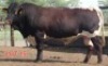 1X PINZGAUER BULL Mahata Stud