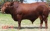 1X DROUGHTMASTER BULL Mahata Stud