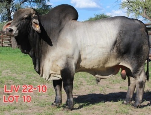 1X GREY BRAHMAN BULL LJV 22-10 Mahata Stud
