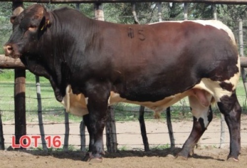 1X PINZGAUER BULL Mahata Stud