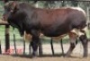 1X PINZGAUER BULL Mahata Stud