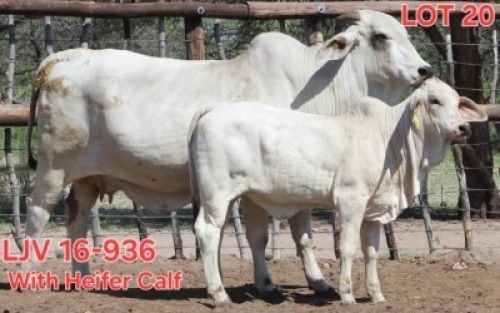 1+1X GREY BRAHMAN COW & CALF LJV 16-935 Mahata Stud