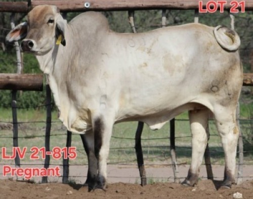 1X GREY BRAHMAN COW LJV 21-815 Mahata Stud