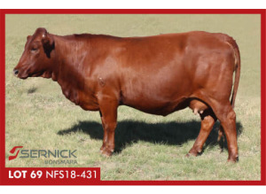 LOT 69 NFS 180431 - SERNICK BONSMARA STOET