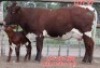 1+1X PINZGAUER COW & CALF LJV 20-288 Mahata Stud
