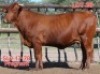 1X DROUGHTMASTER COW SLV 17-78 Mahata Stud