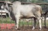 1X GREY BRAHMAN BULL LJV 22-156 Mahata Stud