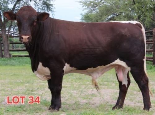 1X PINZGAUER BULL Mahata Stud