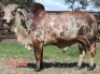 1X RED BRAHMAN BULL Mahata Stud