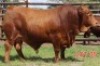 1X DROUGHTMASTER BULL Mahata Stud